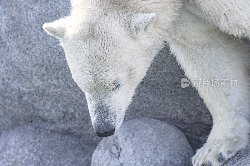 北极熊(Ursus maritimus)站在靠近水边的岩石上